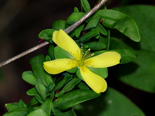 {Hypericum hypericoides}